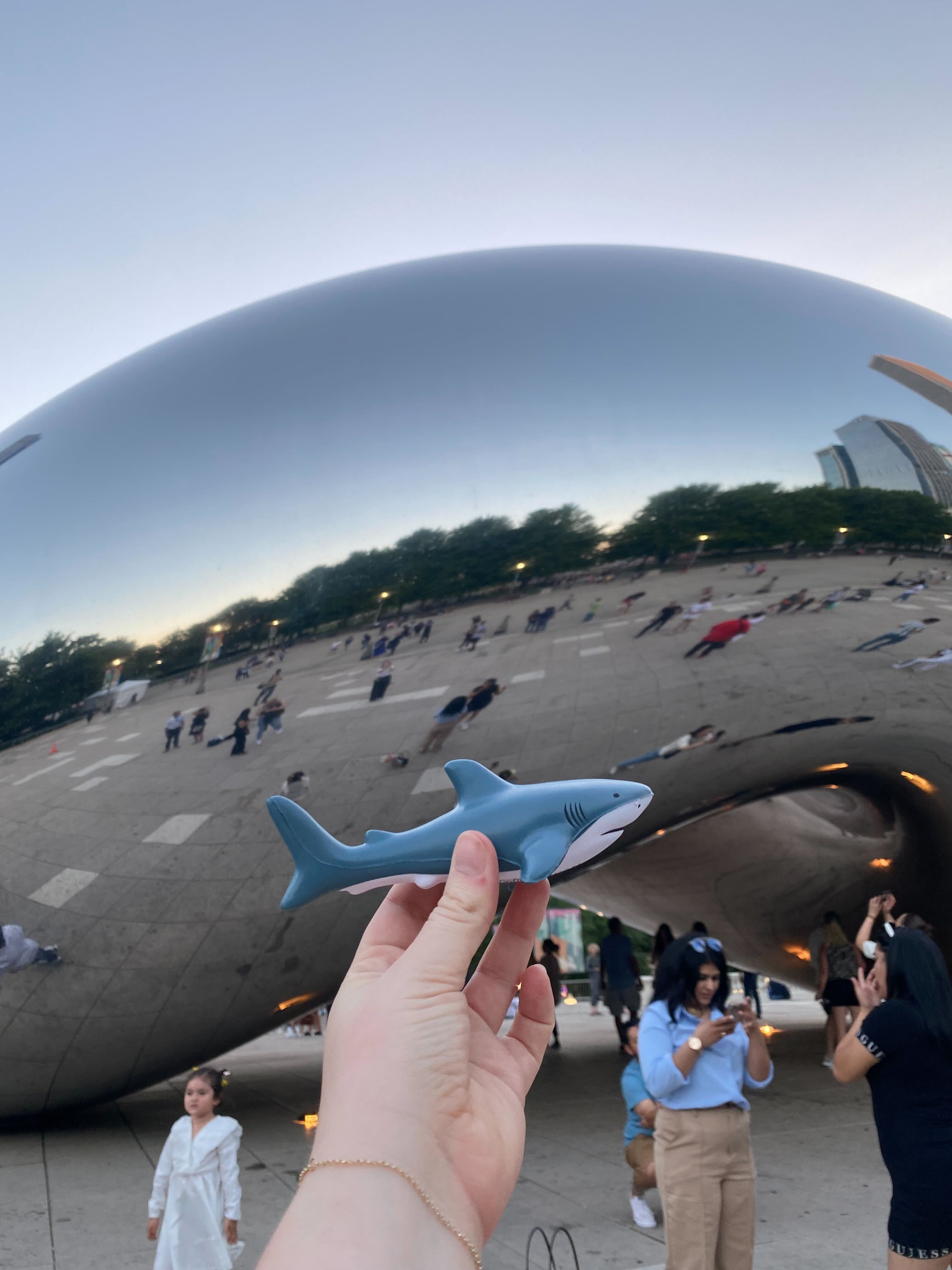 shark in front of bean